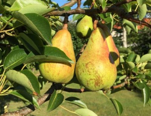 Sustainable system for long term improvement of the pear post-harvest sector